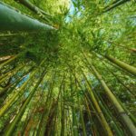 Low angle view of green bamboo plant in summer, selective focus