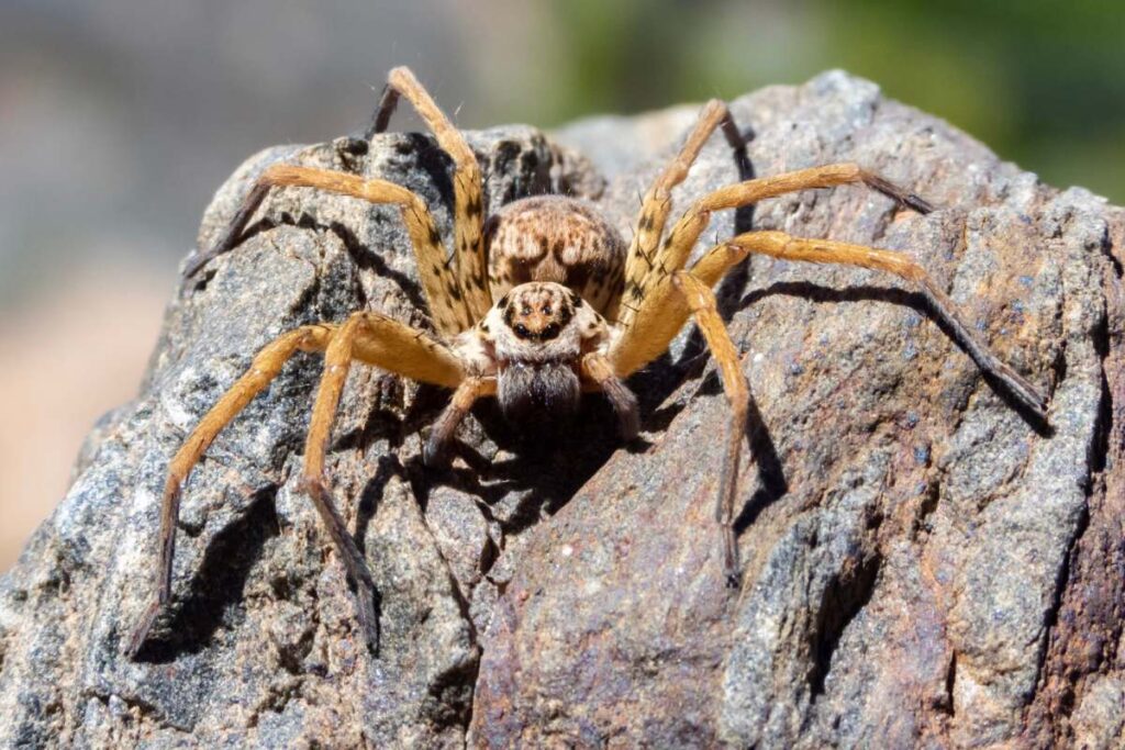 A close-up of a spider perched atop a wooden surface in sunlight