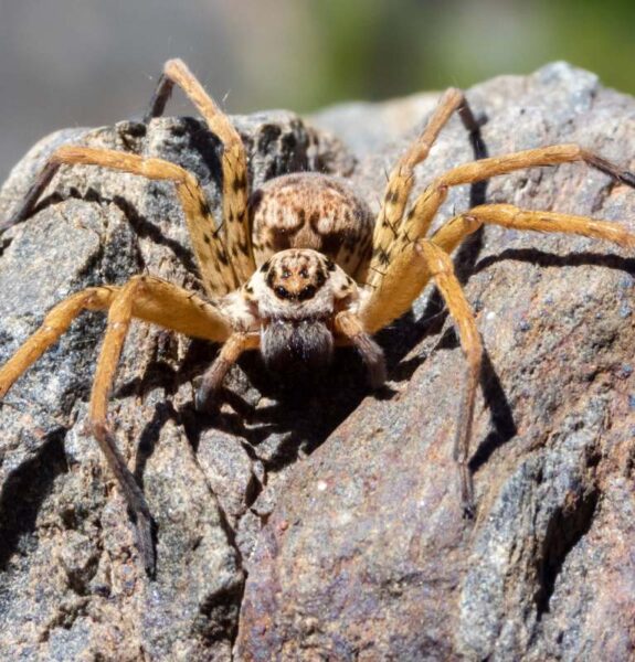 A close-up of a spider perched atop a wooden surface in sunlight