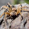 A close-up of a spider perched atop a wooden surface in sunlight