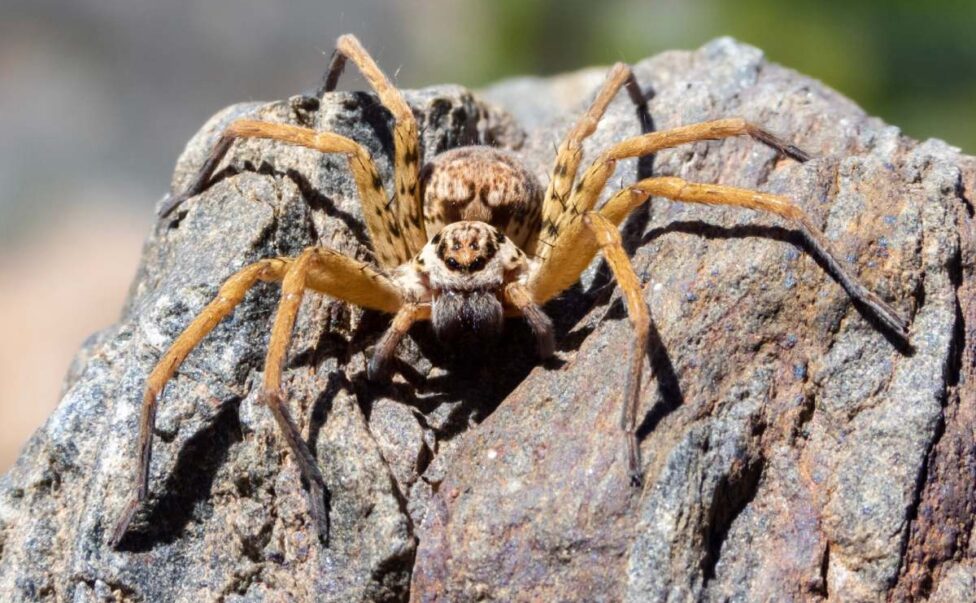 A close-up of a spider perched atop a wooden surface in sunlight