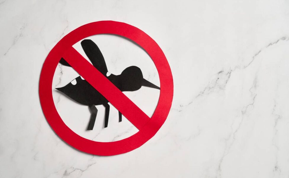 No mosquito, bite for World dengue day with Stop mosquito sign for prevention of virus